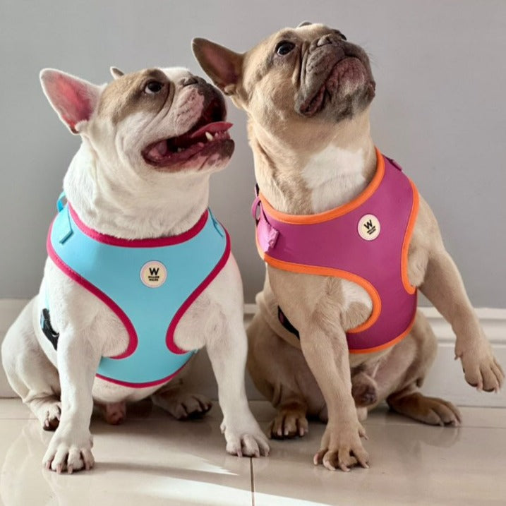 Stylish dog harnesses.