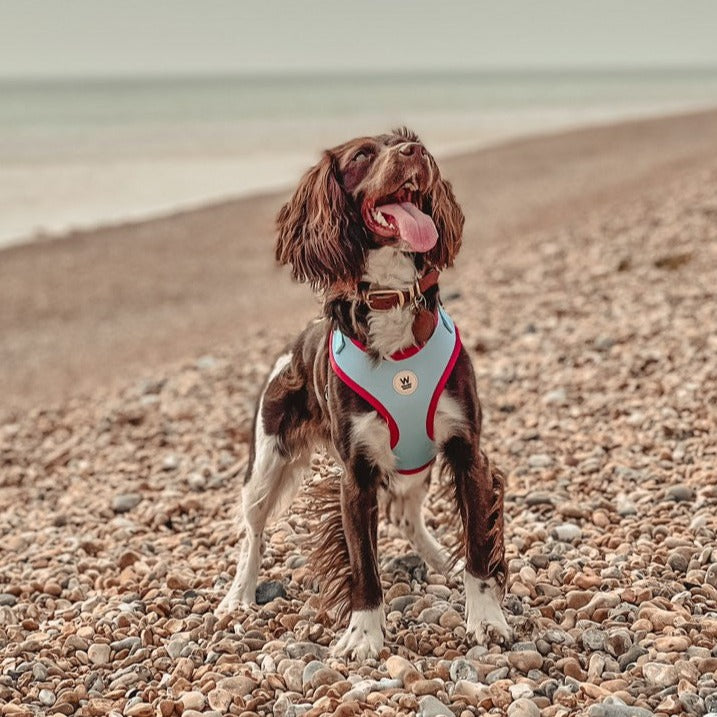 Willow Walks Adjustable Harness in aqua and fuchsia
