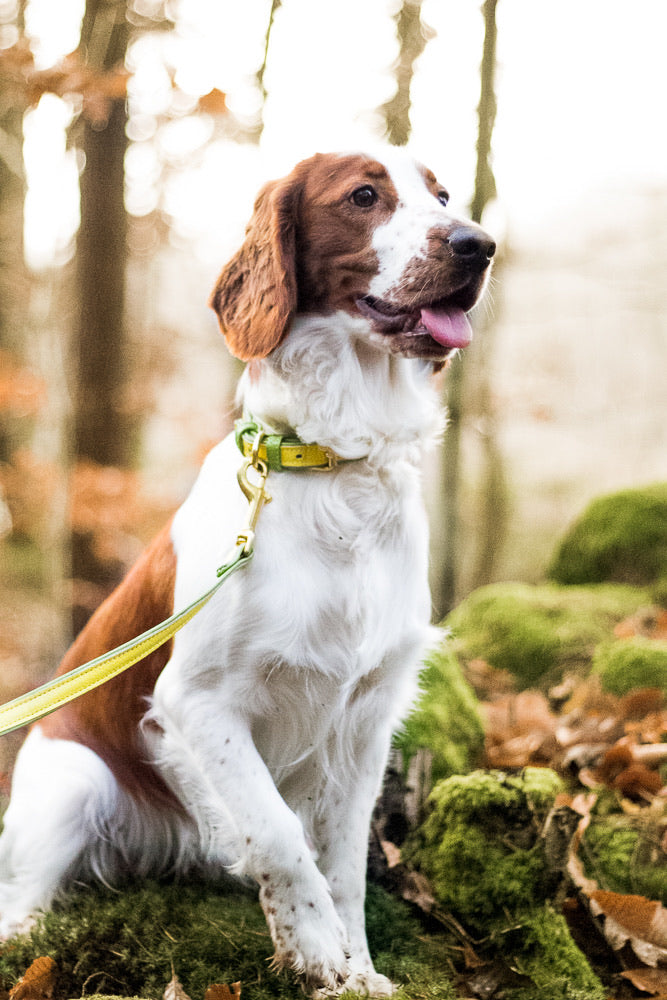 Willow Walks leather collar in two tone yellow and light green