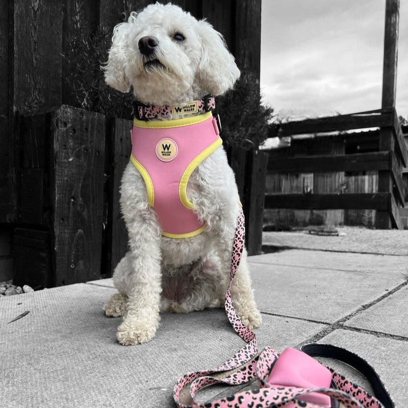 Willow Walks soft lead in pink leo