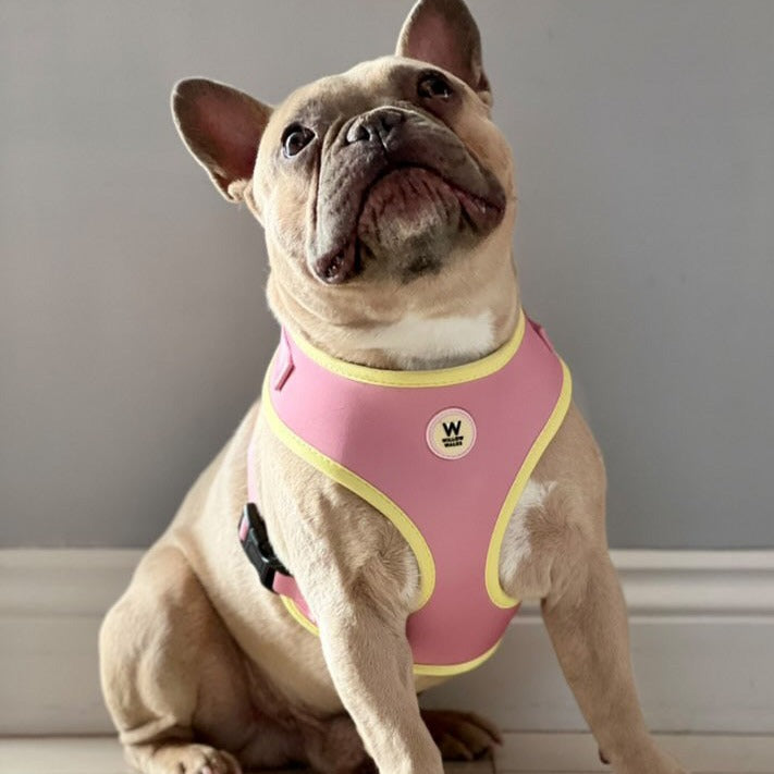 Willow Walks Harness in soft pink and yellow