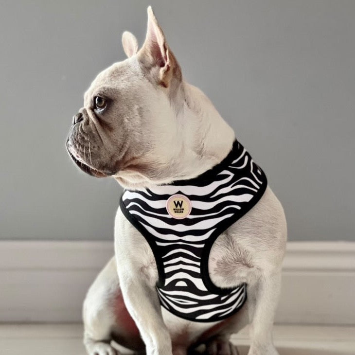 Zebra french best sale bulldog cost