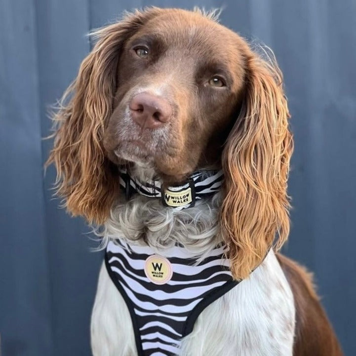 Willow Walks soft adjustable collar in zebra