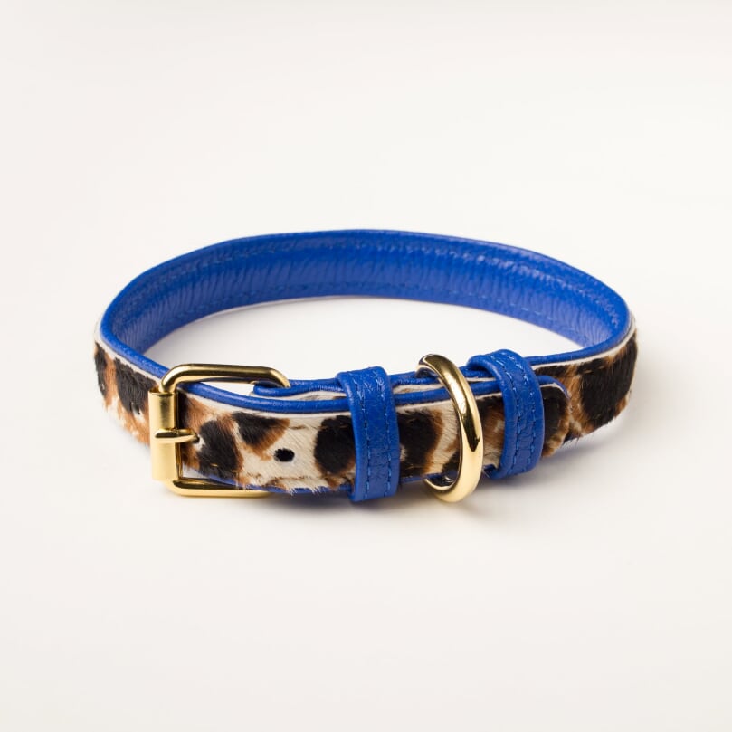 Willow Walks leather collar in leo and cobalt blue
