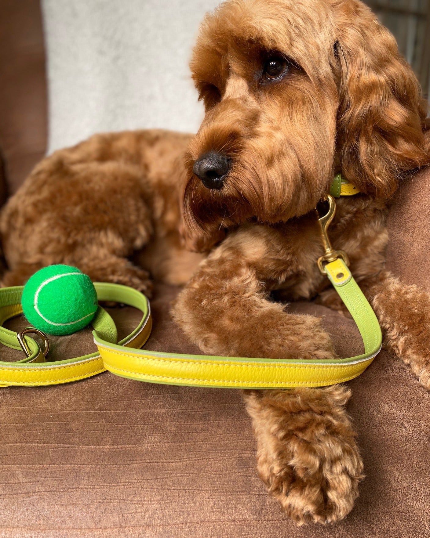 Willow Walks leather collar in two tone yellow and light green