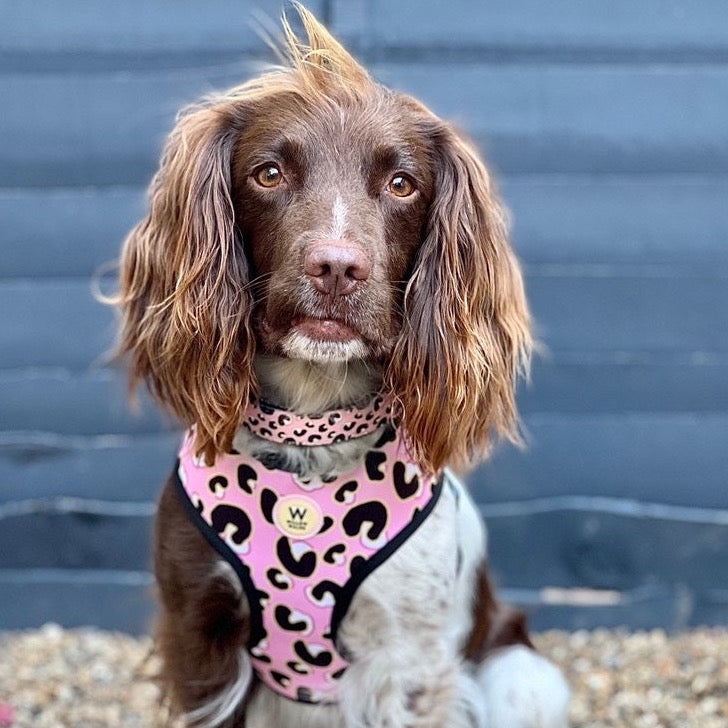 Willow Walks Reversible Harness in pink leo and multi