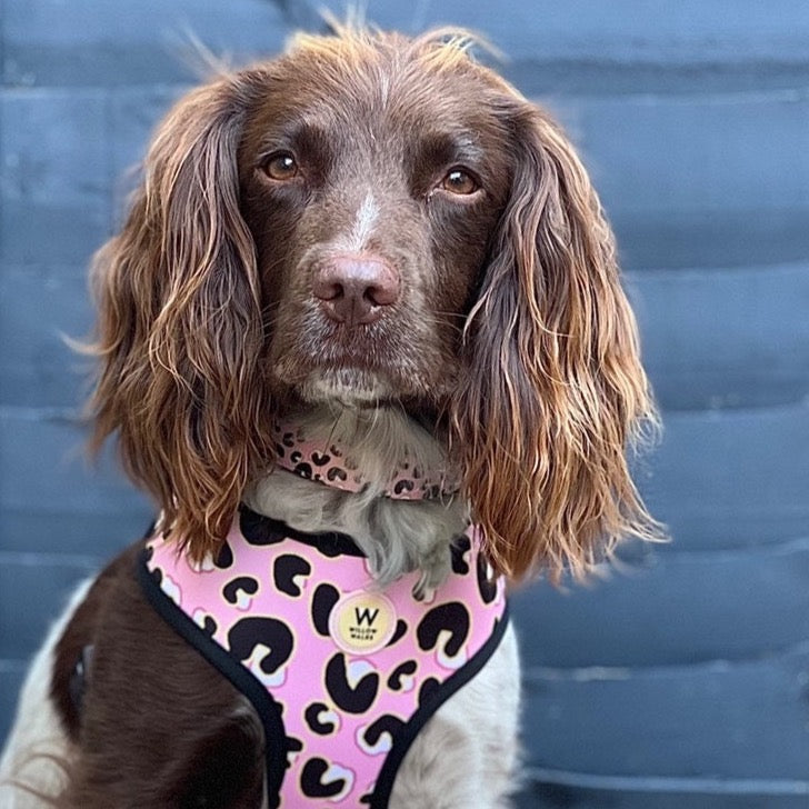 Willow Walks Reversible Harness in pink leo and multi