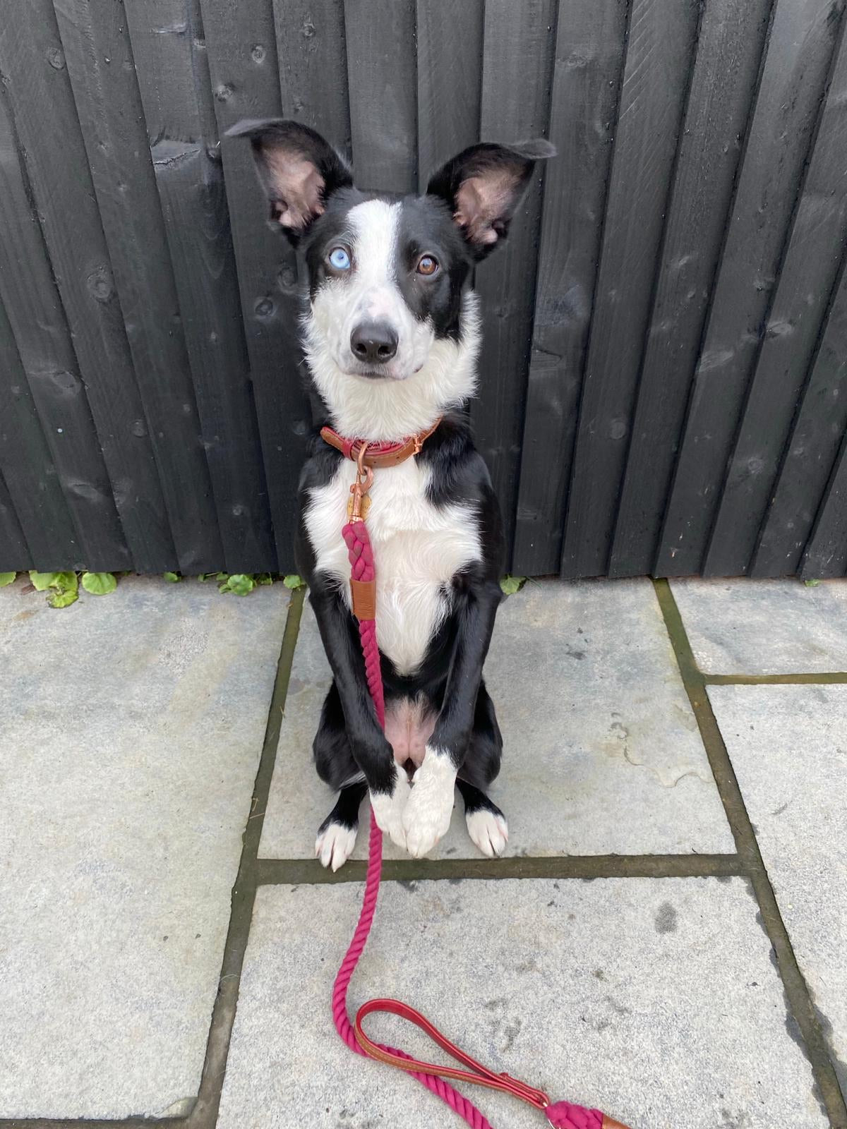 Willow Walks rope lead with leather handle in brown and berry