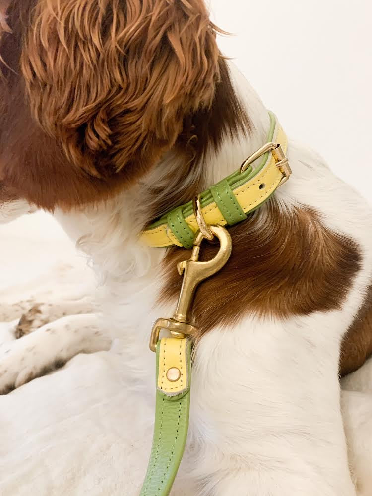 Willow Walks leather collar in two tone yellow and light green